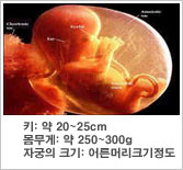 태아의 특징 - 키 : 약 20~25cm, 몸무게 : 약 250~300g, 자궁의 크기 : 어른머리크기정도