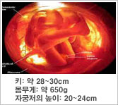 태아의 특징 - 키 : 약 28~30cm, 몸무게 : 약 650g, 자궁의 크기 : 20~24cm