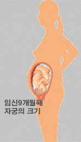 엄마의 변화 : 임신 9개월 째 자궁의 크기 이미지