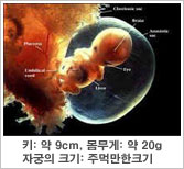태아의 특징 - 키 : 약 9cm, 몸무게 : 약 20g, 자궁의 크기 : 주먹만한크기