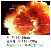 태아의 특징 - 키 : 약 16~18cm, 몸무게 : 약 110~120g, 자궁의 크기 : 주먹만한크기