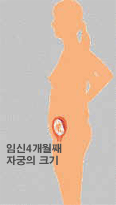 엄마의 변화 : 임신 4개월 째 자궁의 크기 이미지