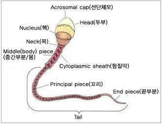 정자 구조 이미지