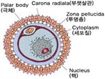난자 구조 이미지
